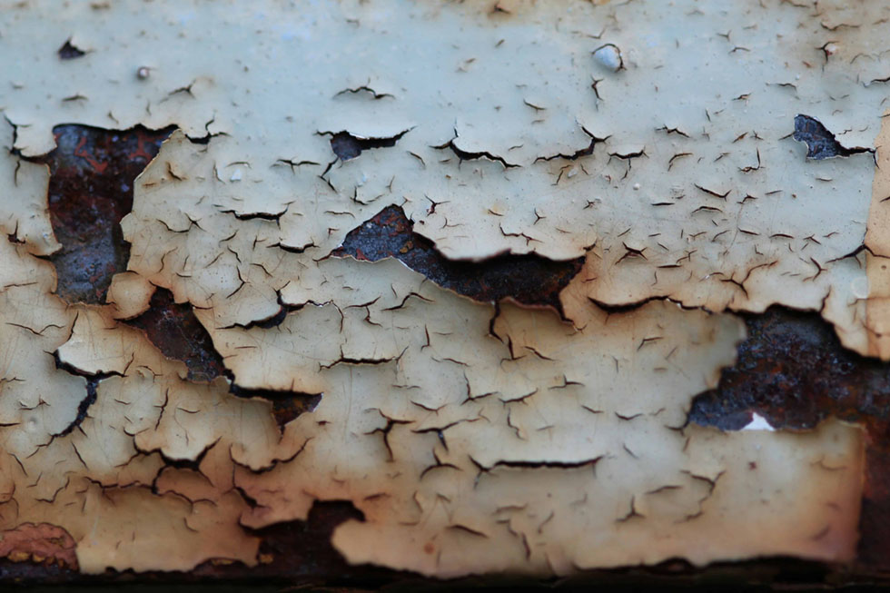 How Wood Actually Rots: The Science Behind Decay