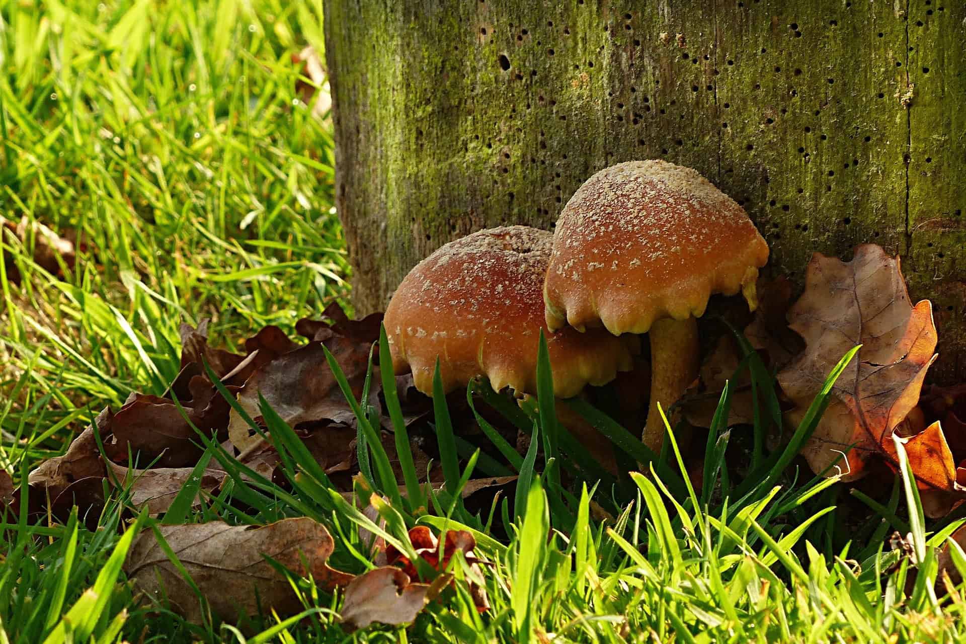 Boron Paste for Wood Pole Decay: Can Treatment Extend Service Life?
